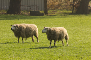Naklejka premium two white sheep in a green meadow in holland in spring
