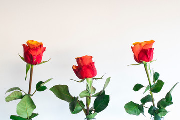three red flowers in glass bottles, against white background