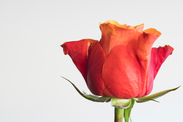 close up red ros on twig, against white background. Space for text.