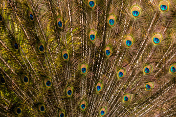 Obraz premium Pfauenfedern