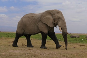 old elephant walking through the African savanna