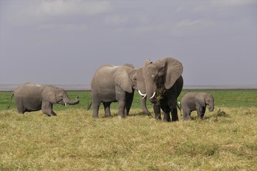 moments in family, family of elephants