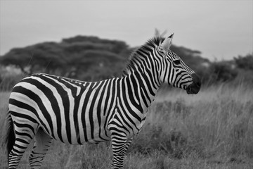 Fototapeta na wymiar black and white zebra portrait