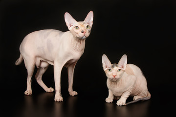 Don Sphynx cat on colored backgrounds