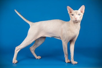 Don Sphynx cat on colored backgrounds