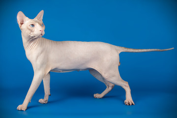 Don Sphynx cat on colored backgrounds
