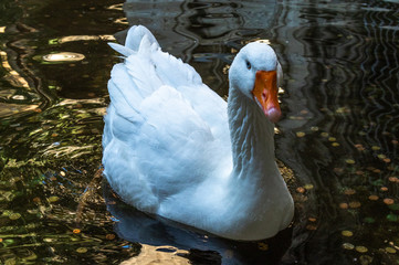 portrait of a white swan on the water pond