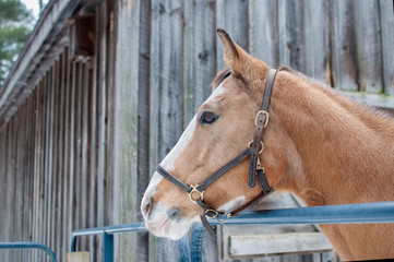 Horse Near Barn