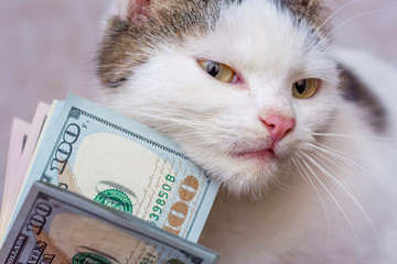 Small White Cat and US Dollars. Salary, remuneration. Success in business_