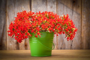 Naklejka premium A bouquet of red flowers Kalanchoe in a green bucket