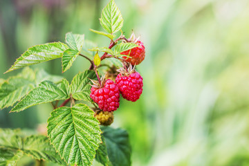 Red raspberries in the garden. Raspberry is good for health. Copy space_