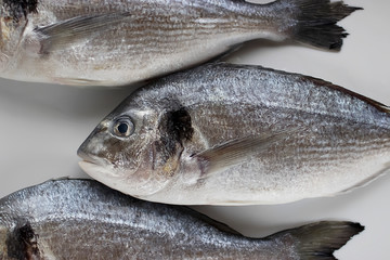 Fresh dorada fish on a white tray.