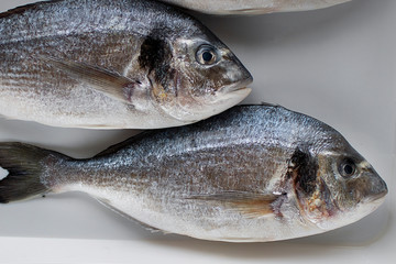 Fresh dorada fish on a white tray.