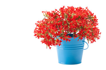 A bouquet of Kalanchoe flowers in a blue bucket. Isolated on white background.