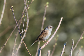 Singvogel