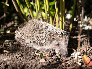 Hedgehog sitting in grass © photopixel
