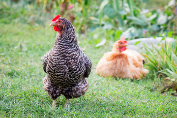 Multicolored chickens in a farm garden. Breeding and growing chickens_