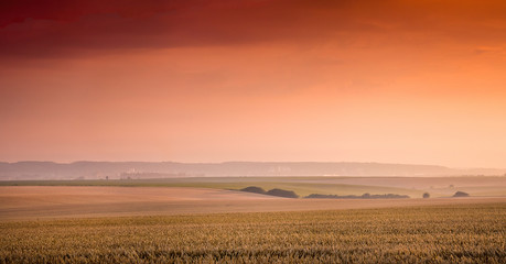 Fototapeta premium Rural landscape: a wheat field and a red-orange sky at sunset_
