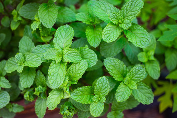 Fresh green mint in garden
