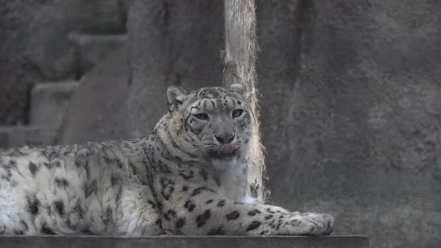 Big wild predatory cat irbis, snow leopard