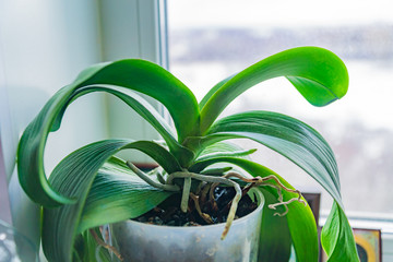 Potted moss orchid flower on window sill. Domestic gardening and housplat - obrazy, fototapety, plakaty