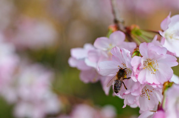 Pszczola zbiera nektar, pracuje - obrazy, fototapety, plakaty