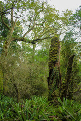 Tall Totaras Tree Walk near Tuatapere, South Island, New Zealand