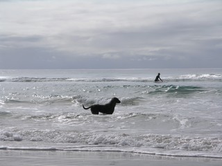 Fototapeta premium Surfer`s Paradise