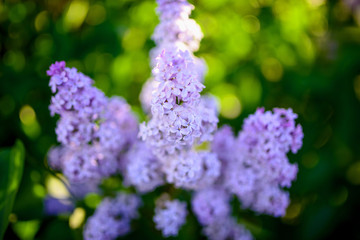 branch of purple lilac on sunny greens background