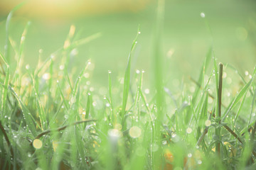 Morning dew on grass leaves.