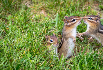 Three Young Eastern Chipmunks, Tamias striatus, in green grass