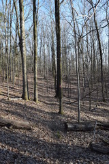 Baker Trail through the forest in Trace State Park, Mississippi