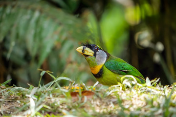 Fire-tufted Barbet