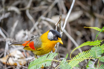 Silver-eared Mesia