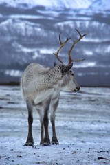 Reindeer in Tromso Norway 