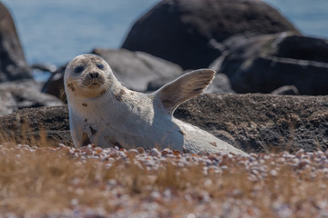 Naklejka premium Seal resting in spring sunshine on coastal beach in New England and raising its flipper so that it looks like it's waving 