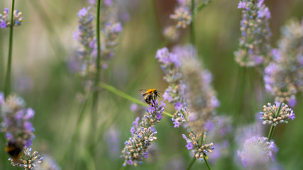 Naklejka premium bumblebee on beautiful lavender flowers