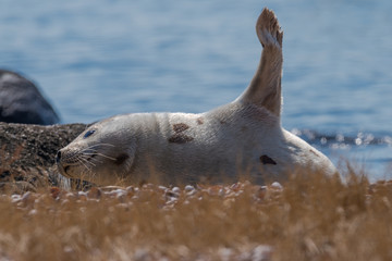 Naklejka premium Young harp seal resting in spring sunshine on coastal beach New England beach 