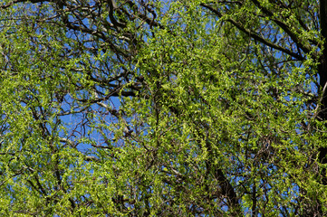 Tree, nature, green, spring, leaves, leaf, plant
