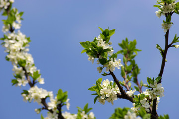 Tree, apple tree, leaf, nature, spring, branch, sky, plant