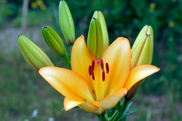 Lily ,flower, tulip, yellow, spring, nature, plant, floral, flowers