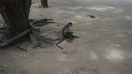 Asian monkey outdoor in a public park