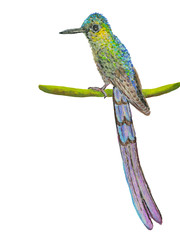 Long-tailed sylph hummingbird isolated on white. Hand painted mixed media image