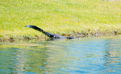 Alligator is taking sun bath	
