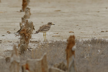 bird on the beach