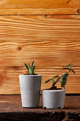 Succulents and crassulain in diy concrete pot. Only planted in pots. On wooden background. the concept of home comfort