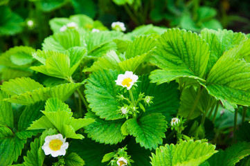 Blooming strawberry bush