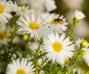 Fototapeta premium the bee sits on the Matricaria collects nectar