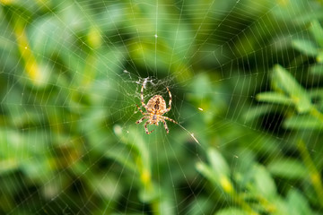 orange spider on a web against a green bush