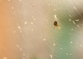 spider on a web surrounded by its victims